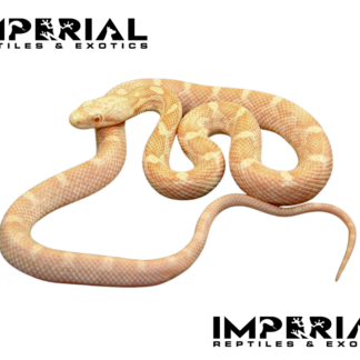 Amel Black Rat Snake — Snakes > Colubrids for Sale | Exotic Morphs