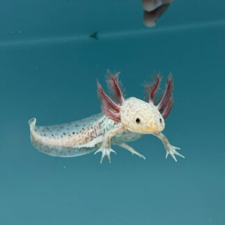 Axanthic Copper Axolotl — Axolotls for Sale | Exotic Morphs