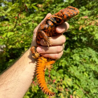 Super Red Niger Uromastyx Adult Pair #2 (Uromastyx geyri) — Uromastyx for Sale | Exotic Morphs