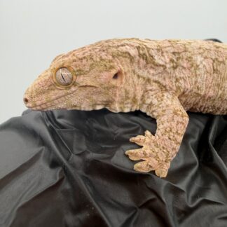 High-Color Isle of Pine Leachianus Gecko Male #111825-06 — Geckos > Leachianus Geckos for Sale | Exotic Morphs