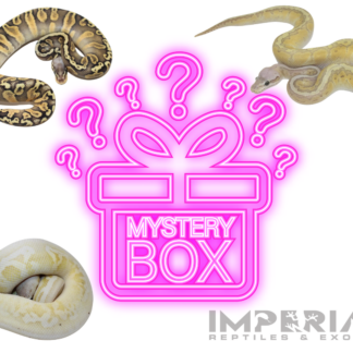 Mystery Box Ball Python — Snakes > Ball Pythons for Sale | Exotic Morphs