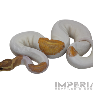 Yellowbelly Banana Piebald Ball Python — Snakes > Ball Pythons for Sale | Exotic Morphs