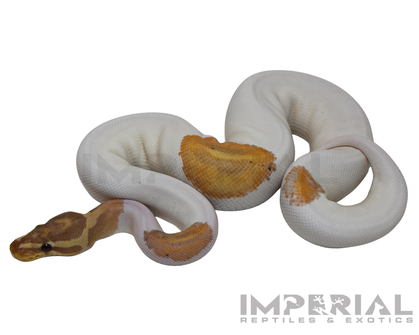 Yellowbelly Banana Piebald Ball Python