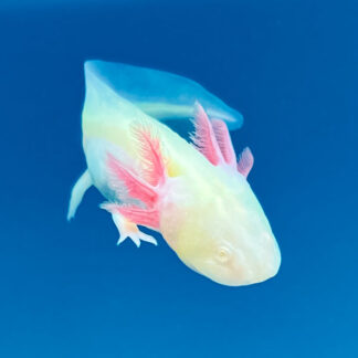 GFP Albino Axolotl — GFP Axolotls for Sale | Exotic Morphs