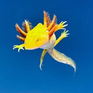 Hypomelanistic Axolotl — Axolotls for Sale | Exotic Morphs