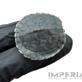 Charcoal Red Ear Slider Turtle Baby — Turtles & Tortoises for Sale | Exotic Morphs