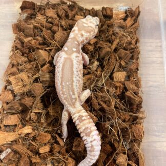 Whiteout Caramel Zulu African Fat Tail Gecko Adult Male — Geckos for Sale | Exotic Morphs