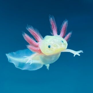 Leucistic GFP Axolotl — Leucistic Axolotls for Sale | Exotic Morphs