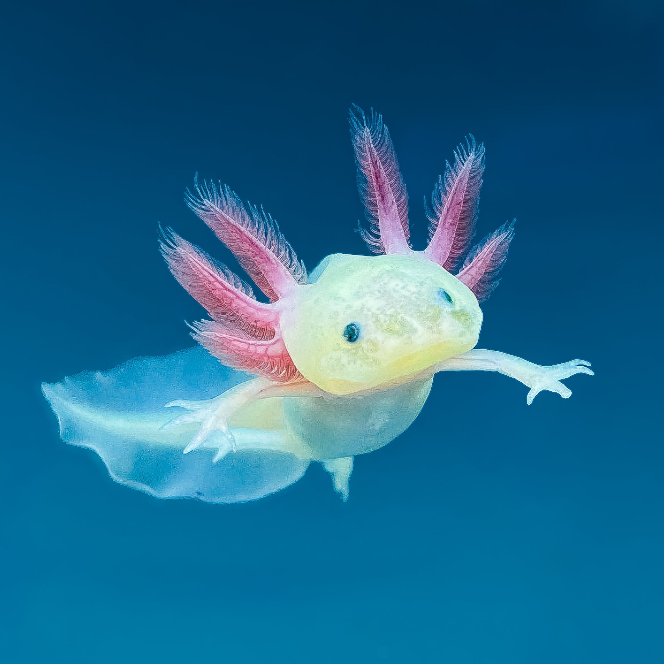 Leucistic GFP Axolotl