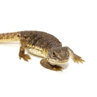 Moroccan Uromastyx (Uromastyx acanthinura) — Uromastyx for Sale | Exotic Morphs