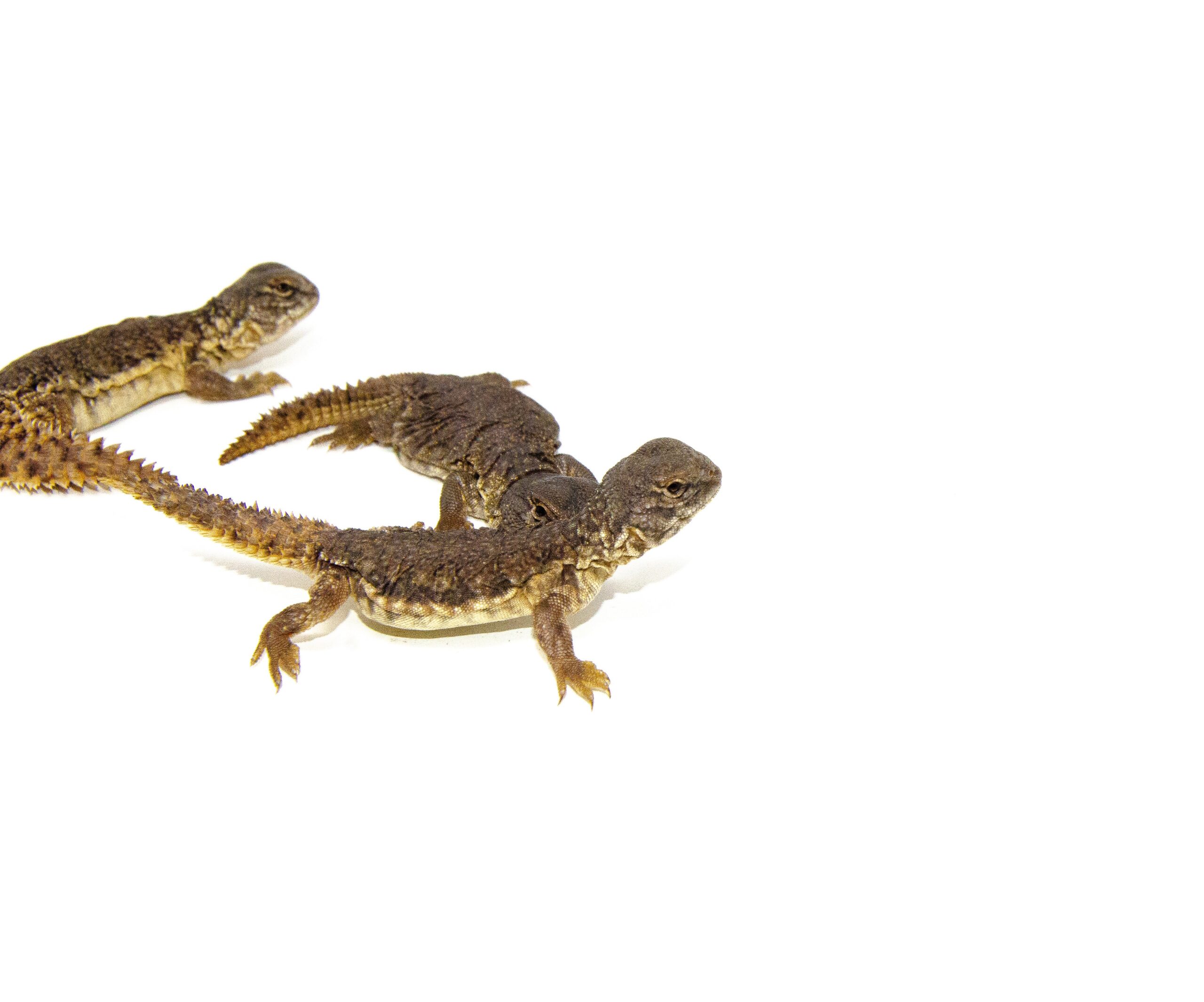 Moroccan Uromastyx (Uromastyx acanthinura) photo 3 — Exotic Morphs