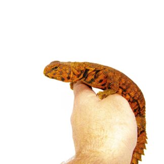 Super Red Niger Uromastyx (Uromastyx geyri) — Uromastyx for Sale | Exotic Morphs