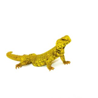 Super Yellow Niger Uromastyx (Uromastyx Geyri) — Uromastyx for Sale | Exotic Morphs