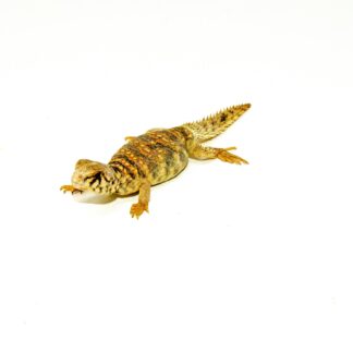 Ornate Uromastyx Babies (Uromastyx ornata) — Uromastyx for Sale | Exotic Morphs