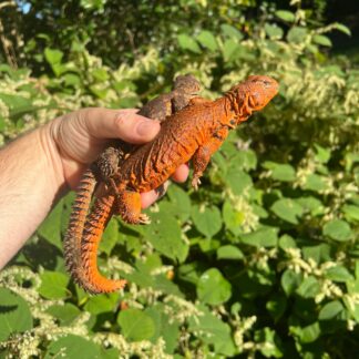 Super Red Niger Uromastyx Adult Pair #1 (Uromastyx geyri) — Uromastyx for Sale | Exotic Morphs