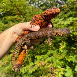 Super Red Niger Uromastyx Adult Pair #3 (Uromastyx geyri) — Uromastyx for Sale | Exotic Morphs