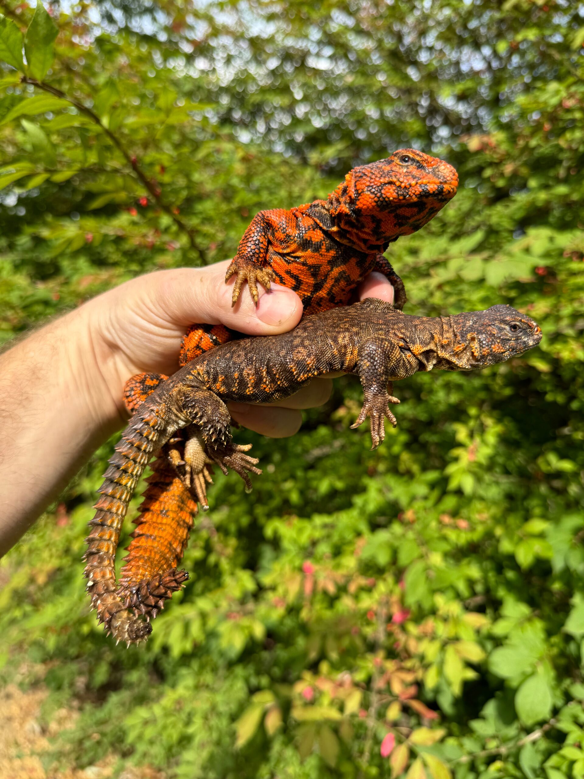 Super Red Niger Uromastyx Adult Pair #3 (Uromastyx geyri)