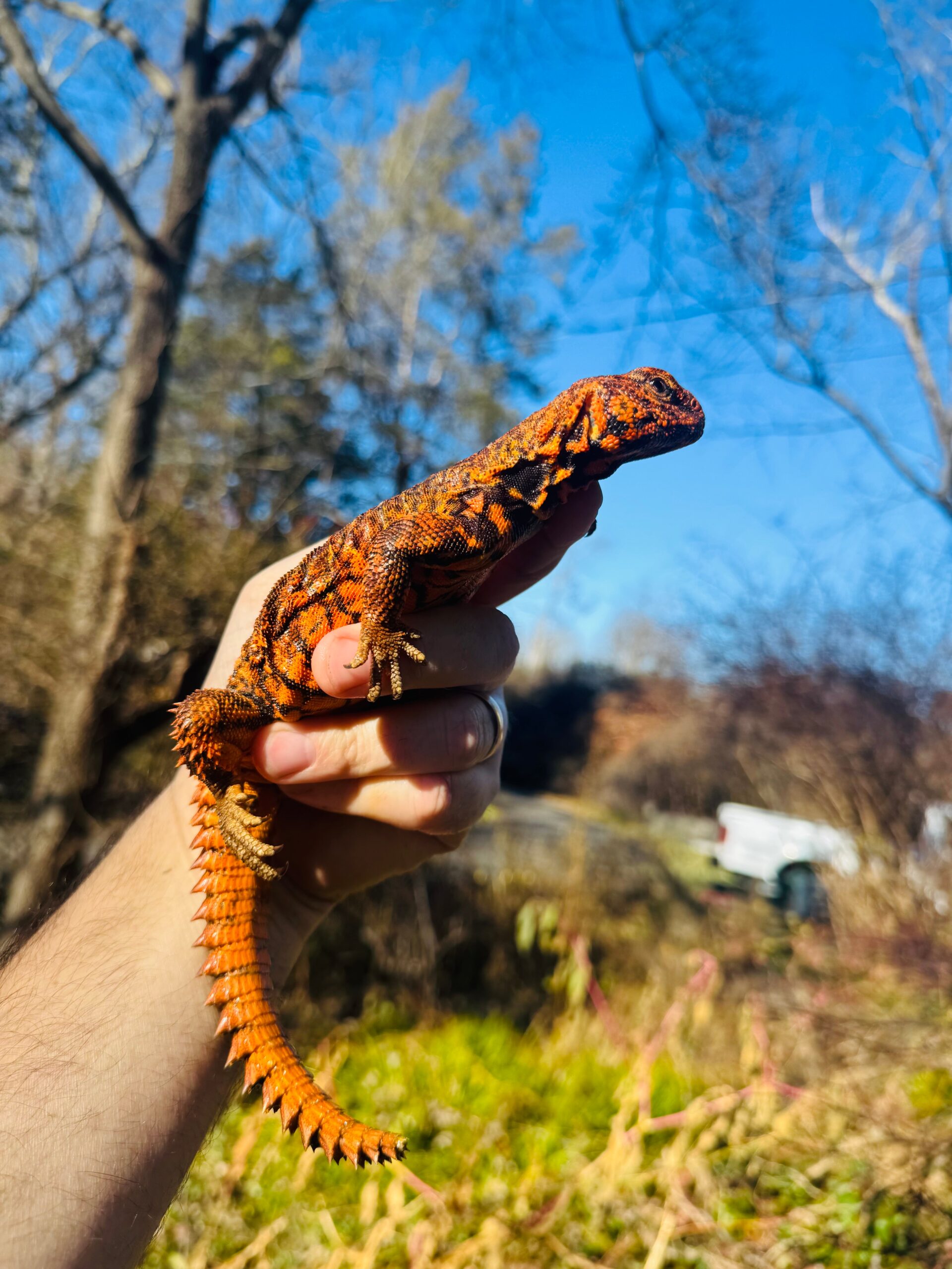 Super Red Niger Uromastyx Adult Pair #2502 (Uromastyx geyri)