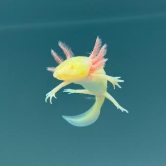 GFP Albino Melanoid Axolotl — GFP Axolotls for Sale | Exotic Morphs