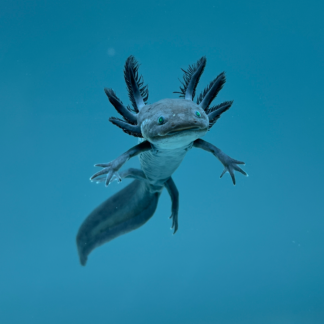 GFP Melanoid Axolotl — GFP Axolotls for Sale | Exotic Morphs
