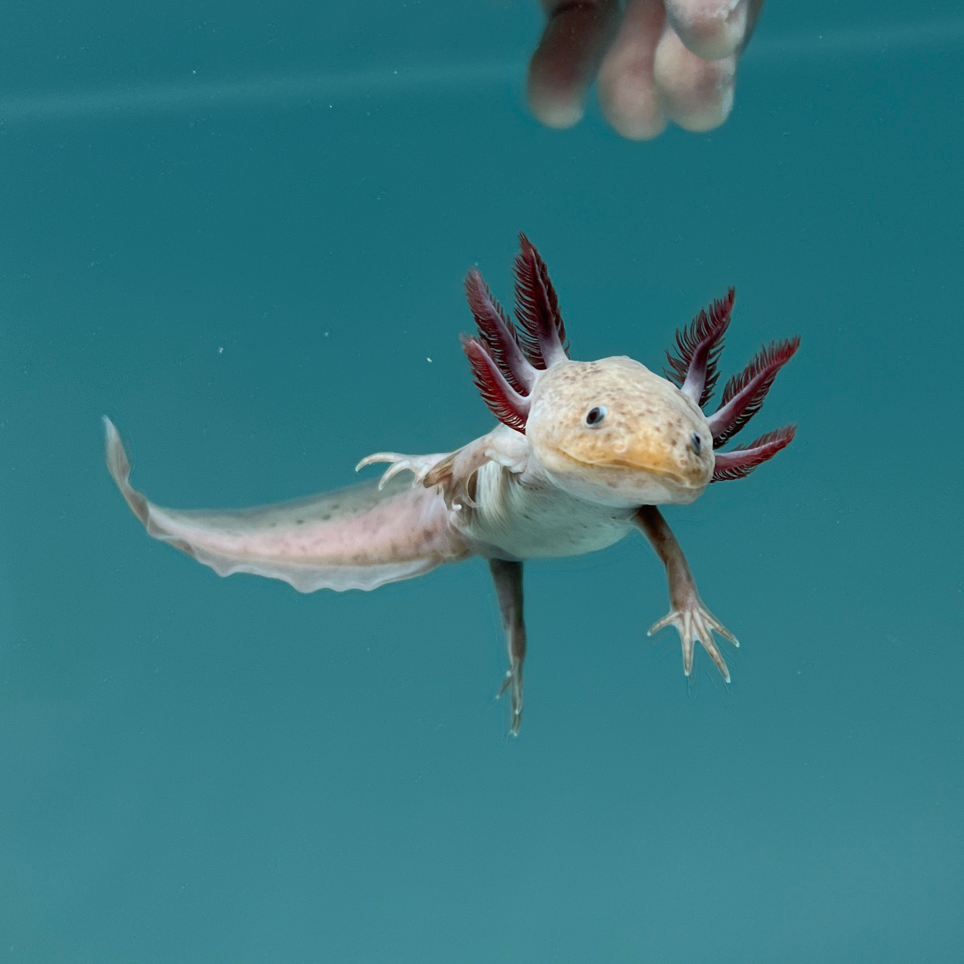 Melanoid Axanthic Copper Axolotl