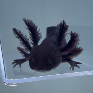 Onyx (Unsexed) — Axolotls for Sale | Exotic Morphs