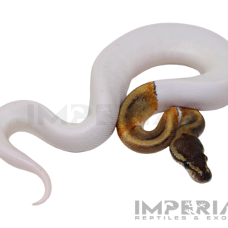GHI Pied Ball Python — Snakes > Ball Pythons for Sale | Exotic Morphs