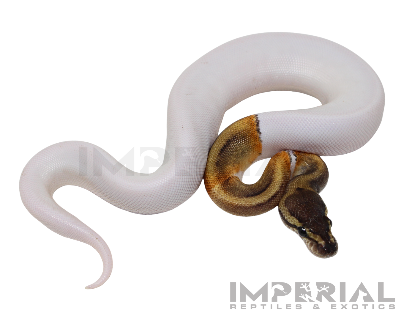 GHI Pied Ball Python