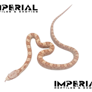 Hypo Black Rat Snake — Snakes > Colubrids for Sale | Exotic Morphs