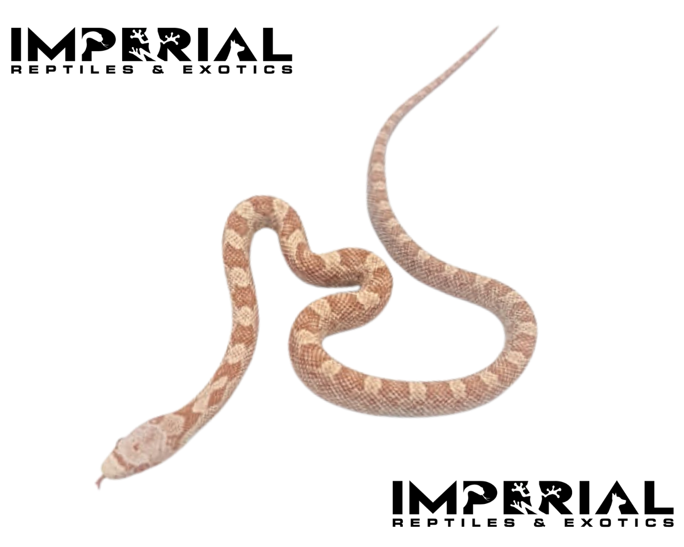 Hypo Black Rat Snake