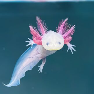 Leucistic Axolotl — Leucistic Axolotls for Sale | Exotic Morphs
