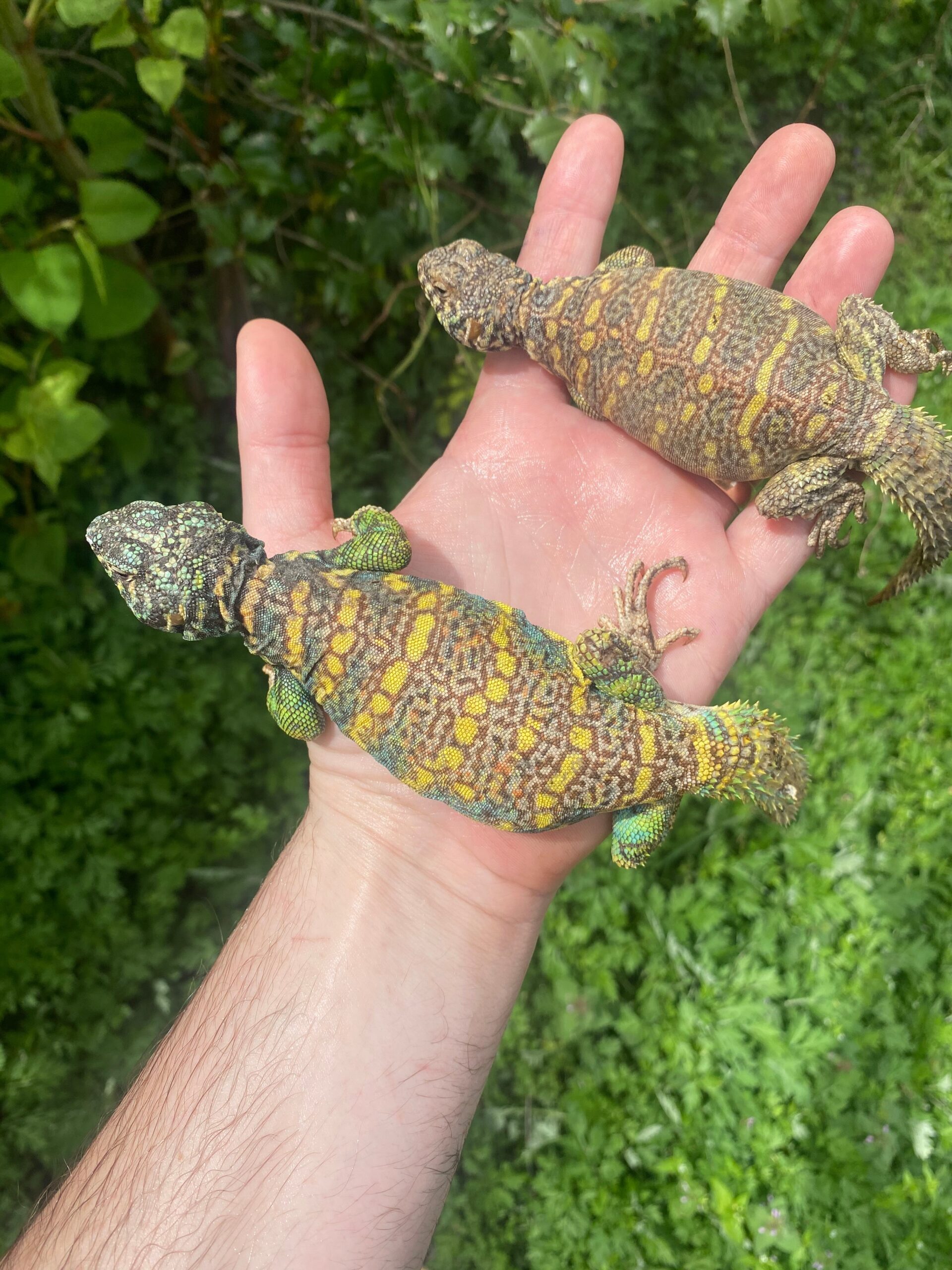 Ornate Uromastyx Subadult Pair (Uromastyx ornata) photo 1 — Exotic Morphs