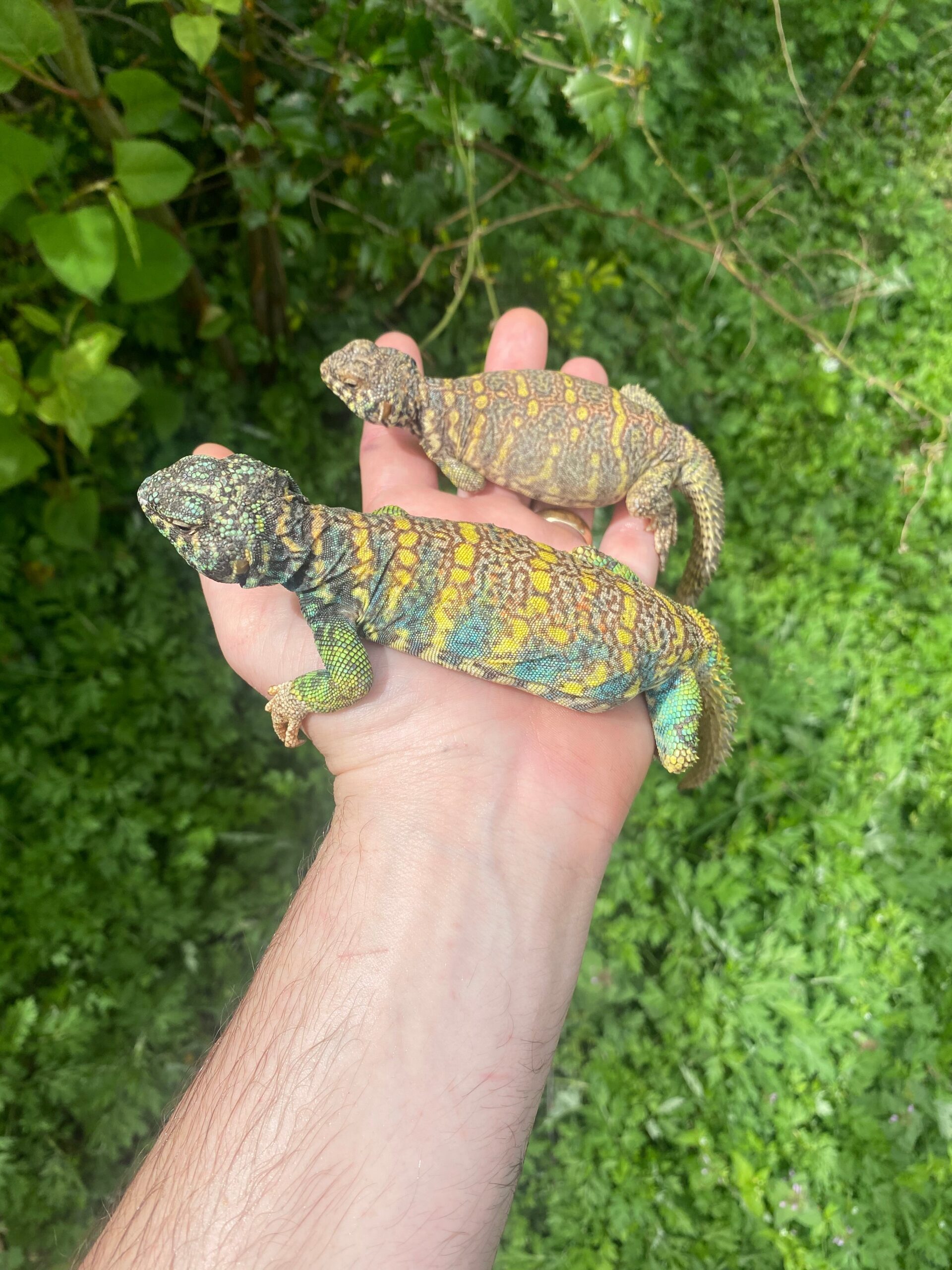 Ornate Uromastyx Subadult Pair (Uromastyx ornata) photo 2 — Exotic Morphs