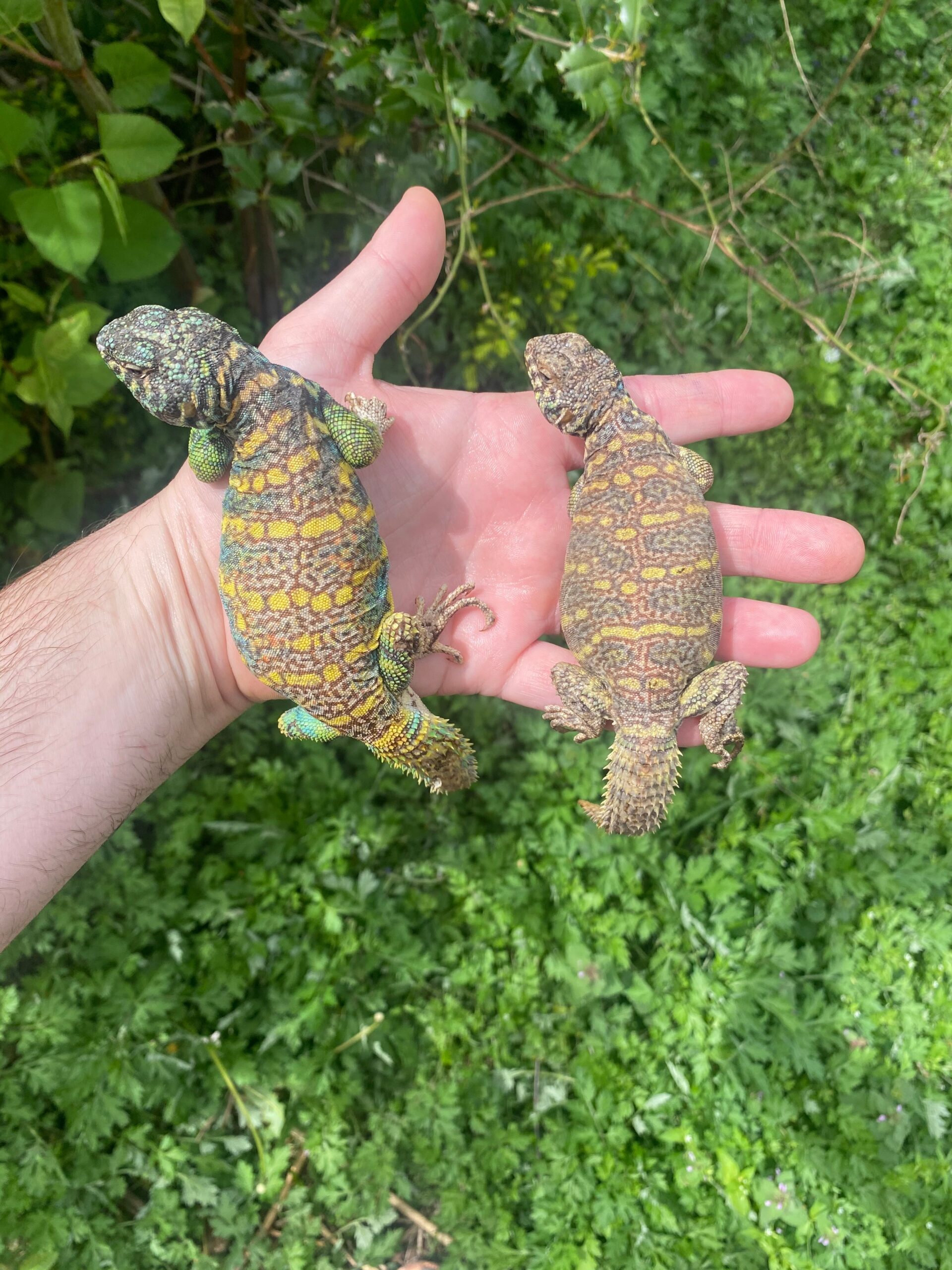 Ornate Uromastyx Subadult Pair (Uromastyx ornata) photo 3 — Exotic Morphs