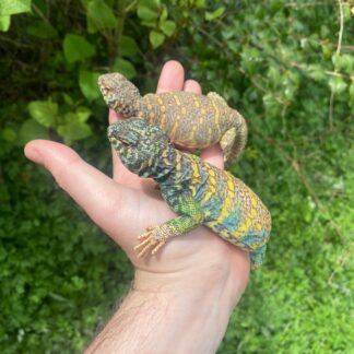 Ornate Uromastyx Subadult Pair (Uromastyx ornata) — Uromastyx for Sale | Exotic Morphs