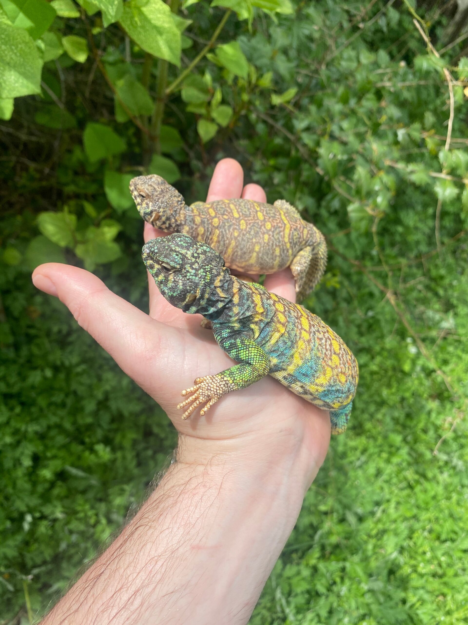 Ornate Uromastyx Subadult Pair (Uromastyx ornata)