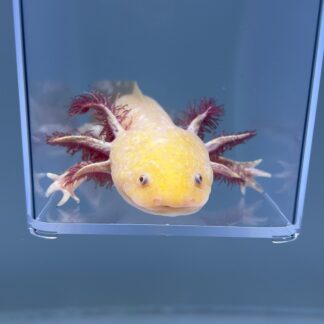 Midas (Male) — Axolotls for Sale | Exotic Morphs