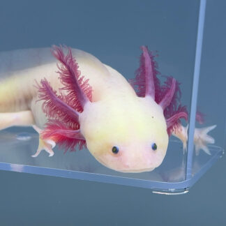 Luna (Female) — Axolotls for Sale | Exotic Morphs