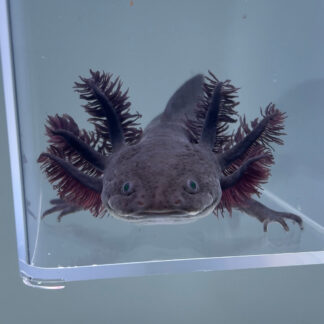 Eclipse (Unsexed) — Axolotls for Sale | Exotic Morphs