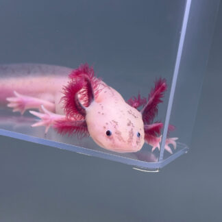 Cinco (Male) — Axolotls for Sale | Exotic Morphs