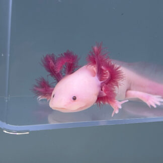 Misty (Female) — Axolotls for Sale | Exotic Morphs