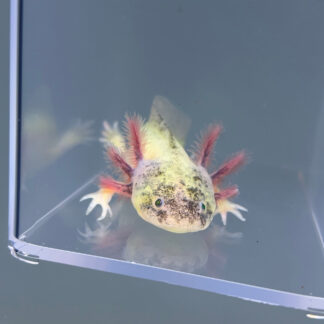 Comet (Unsexed) — Axolotls for Sale | Exotic Morphs