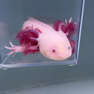 Ember (Female) — Axolotls for Sale | Exotic Morphs