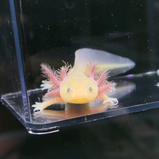GFP Copper Melanoid Axolotl — GFP Axolotls for Sale | Exotic Morphs