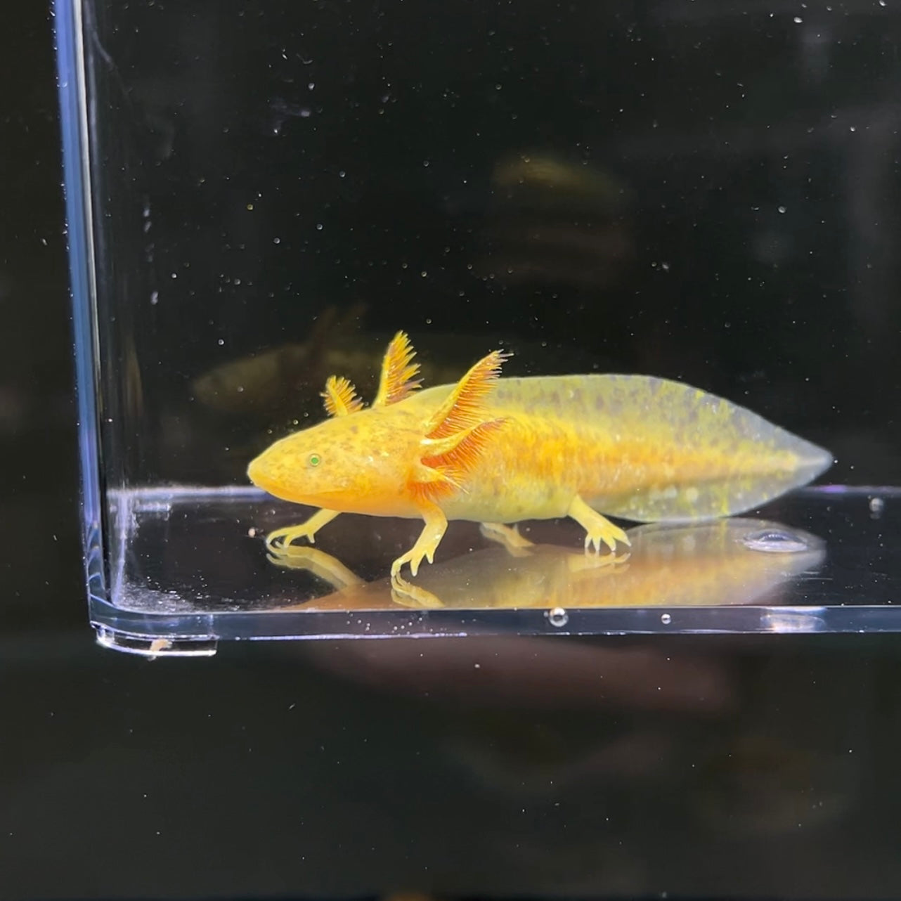 GFP Copper Axolotl photo 2 — Exotic Morphs