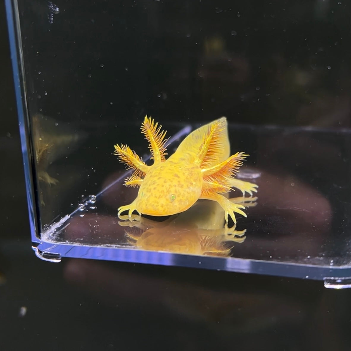 GFP Copper Axolotl photo 1 — Exotic Morphs