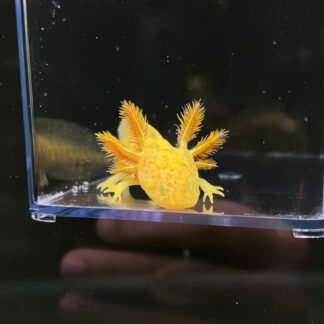 GFP Copper Axolotl — GFP Axolotls for Sale | Exotic Morphs