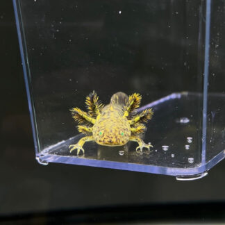 GFP Wild Type Axolotl — Wild Type Axolotls for Sale | Exotic Morphs