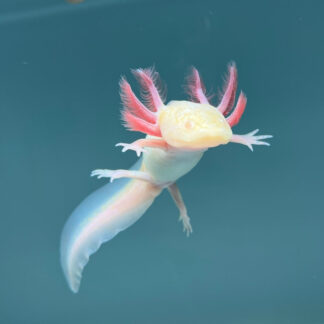 Albino Melanoid Axolotl — Melanoid Axolotls for Sale | Exotic Morphs
