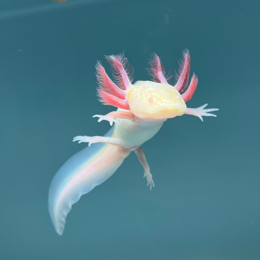 Albino Melanoid Axolotl